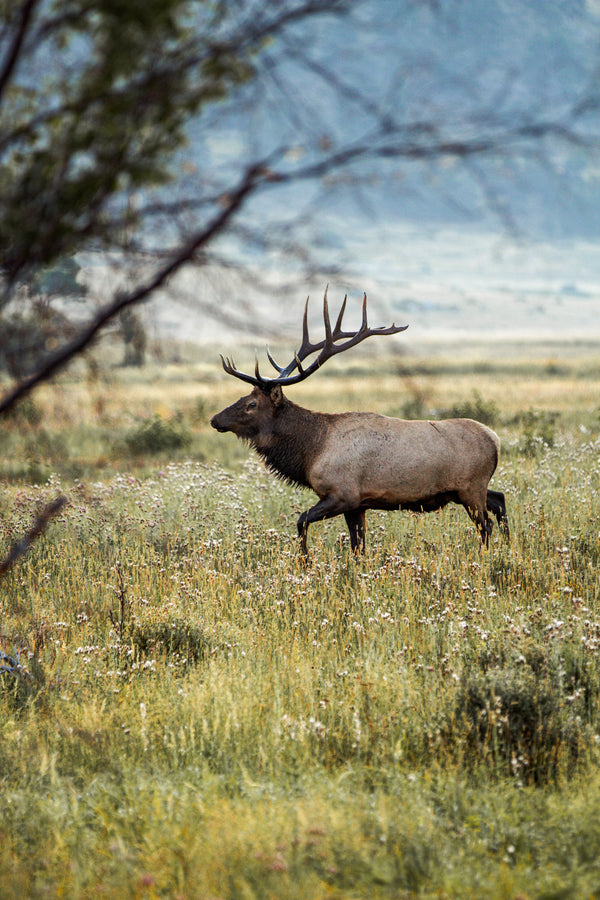 Elk Rut