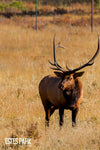 Elk Rut